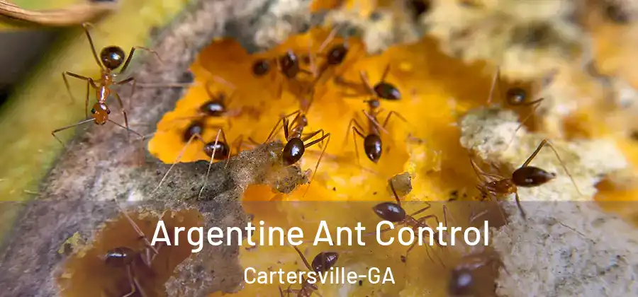  Argentine Ant Control Cartersville-GA