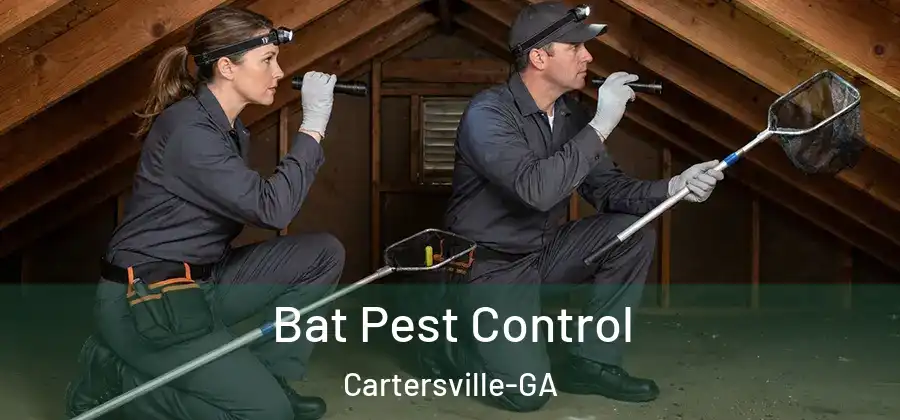  Bat Pest Control Cartersville-GA