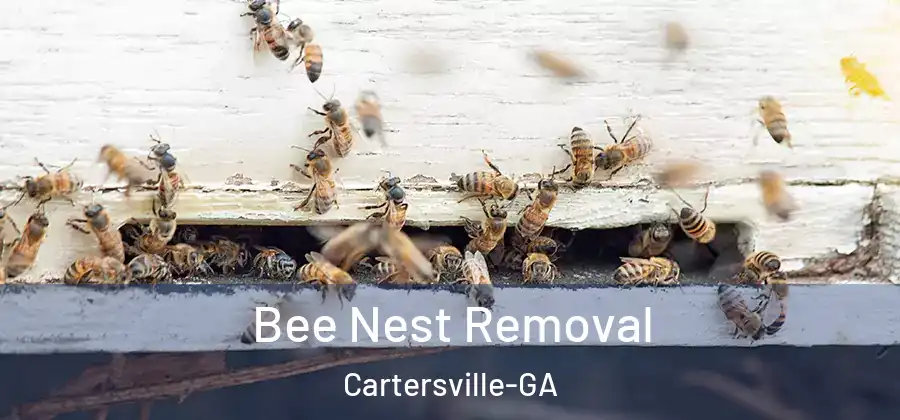  Bee Nest Removal Cartersville-GA