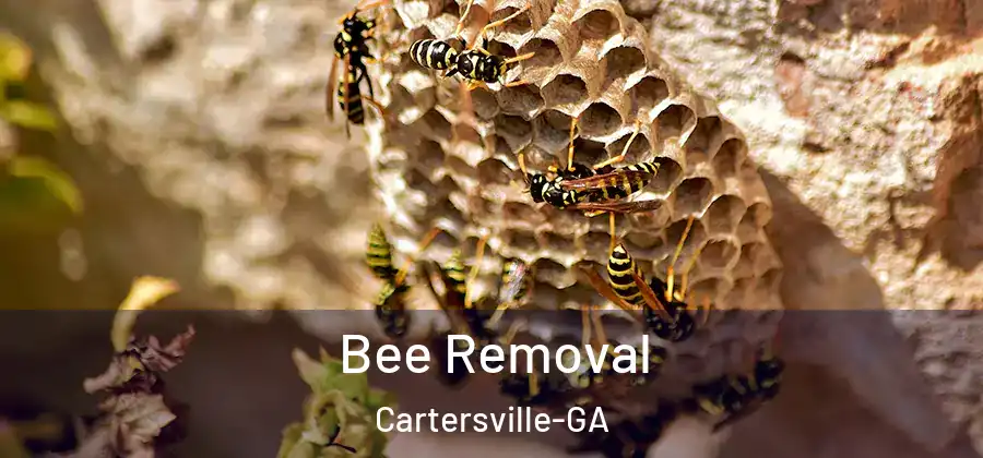 Bee Removal Cartersville-GA