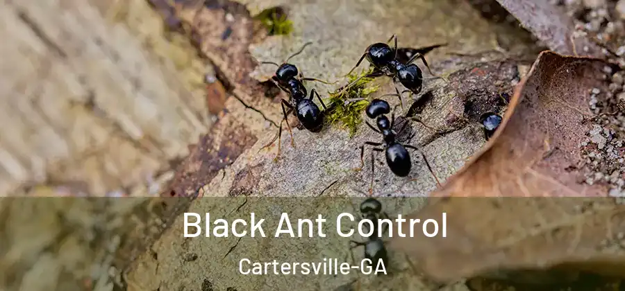  Black Ant Control Cartersville-GA