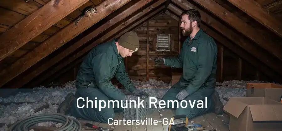 Chipmunk Removal Cartersville-GA