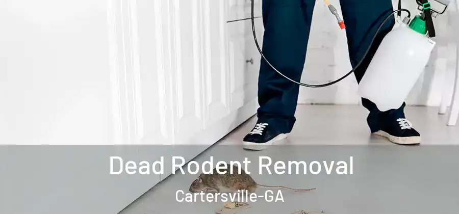 Dead Rodent Removal Cartersville-GA