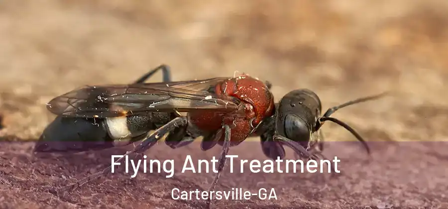  Flying Ant Treatment Cartersville-GA