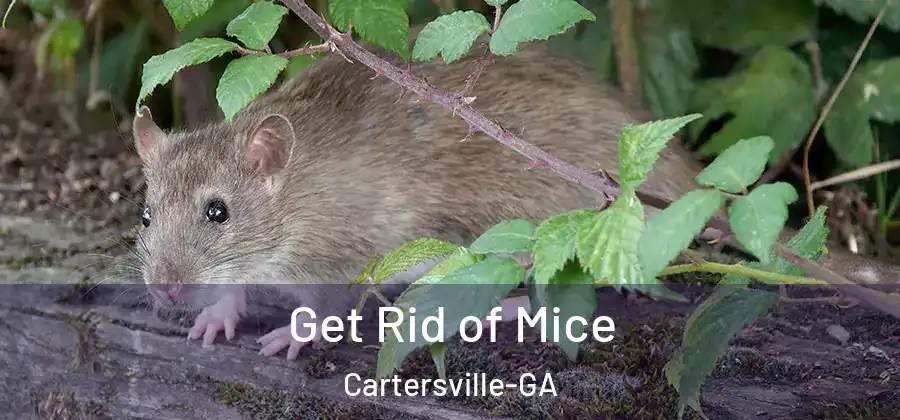  Get Rid of Mice Cartersville-GA