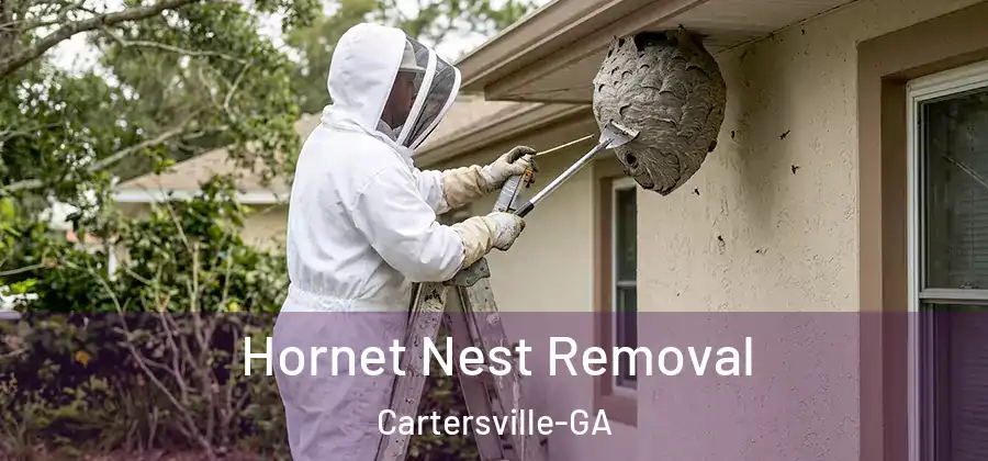 Hornet Nest Removal Cartersville-GA