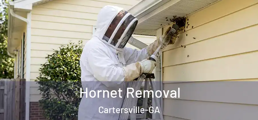  Hornet Removal Cartersville-GA