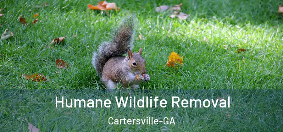  Humane Wildlife Removal Cartersville-GA