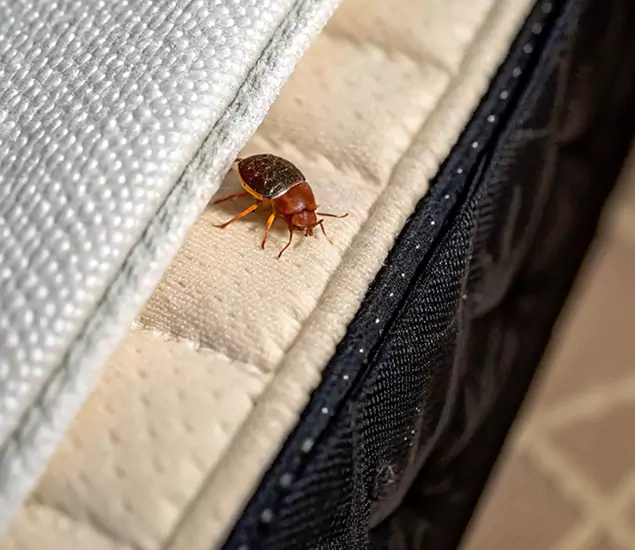 Bed Bug Exterminator Experts You Can Trust in Cartersville, GA