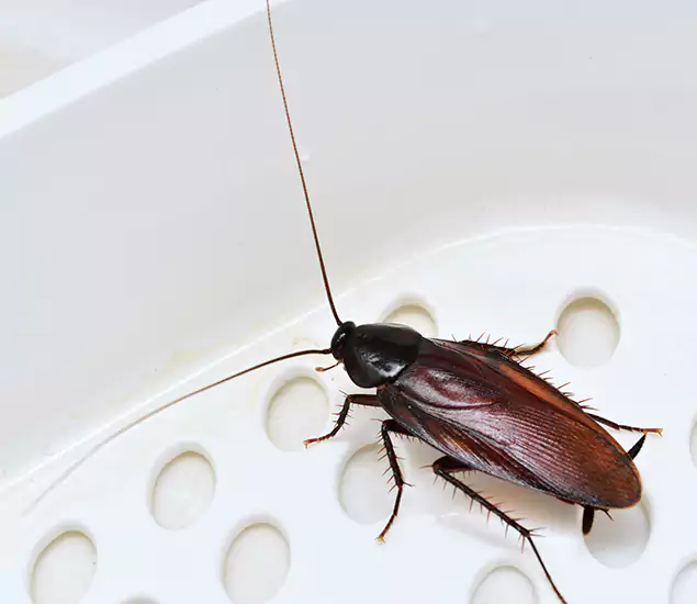 Trusted Cockroach Exterminator: Your Roach Control Services in Cartersville, GA