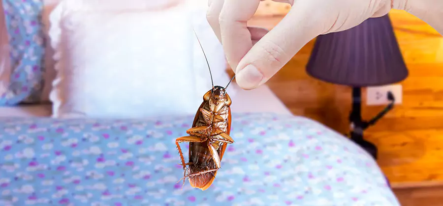Fast Roach Elimination in Cartersville