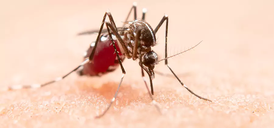 Pond Mosquito Control and Water Treatment in Cartersville