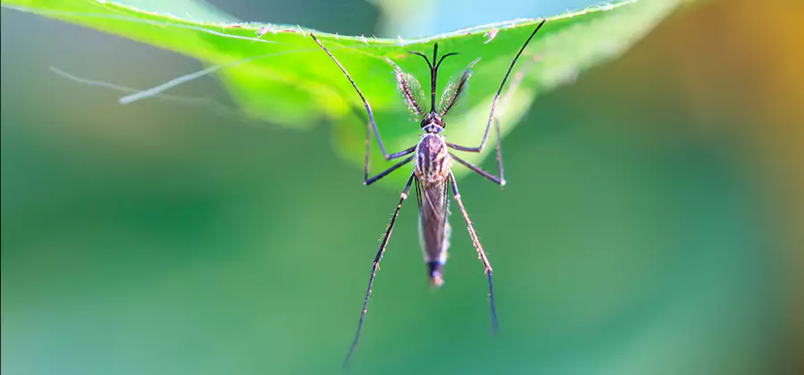 Home Defense Insect Killer in Cartersville