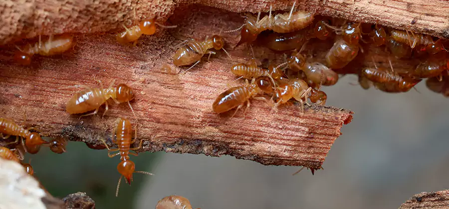 Termite Pest Management in Cartersville