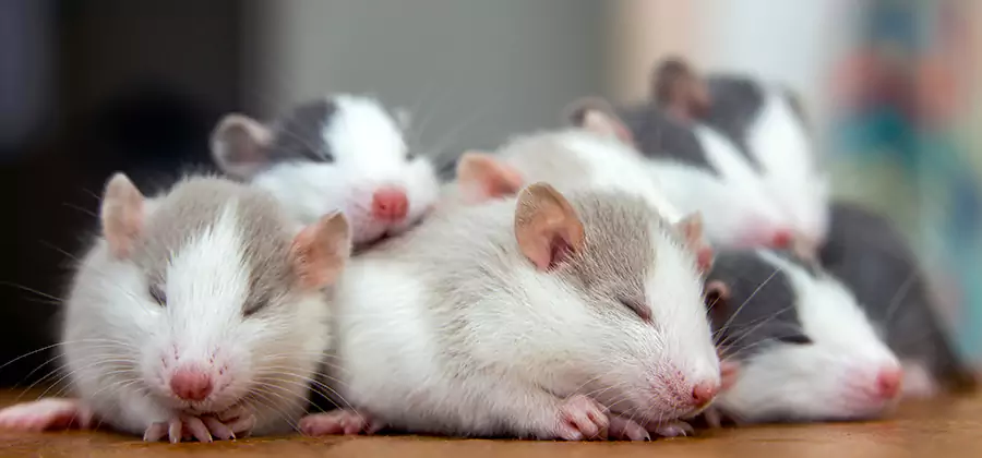 Rat Infestation Exclusion Service in Cartersville