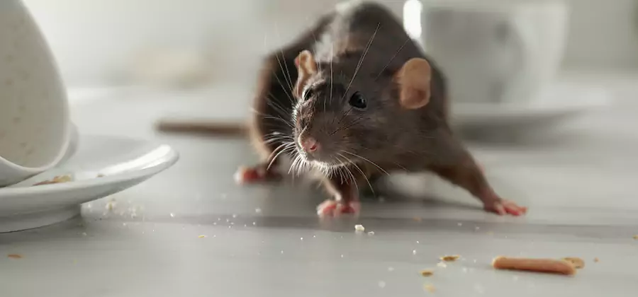 Attic Rat Exclusion Service in Cartersville