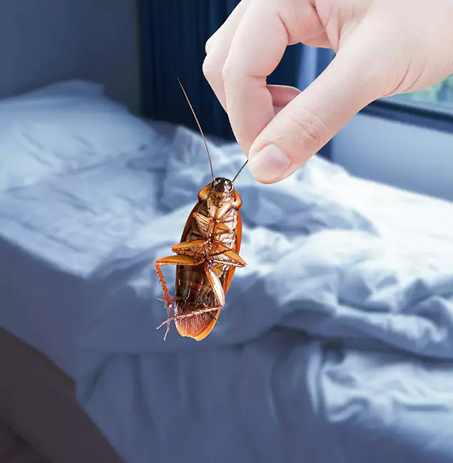 Why Choose Cartersville Pest Control Inc for Bed Bug Extermination in Cartersville, GA?