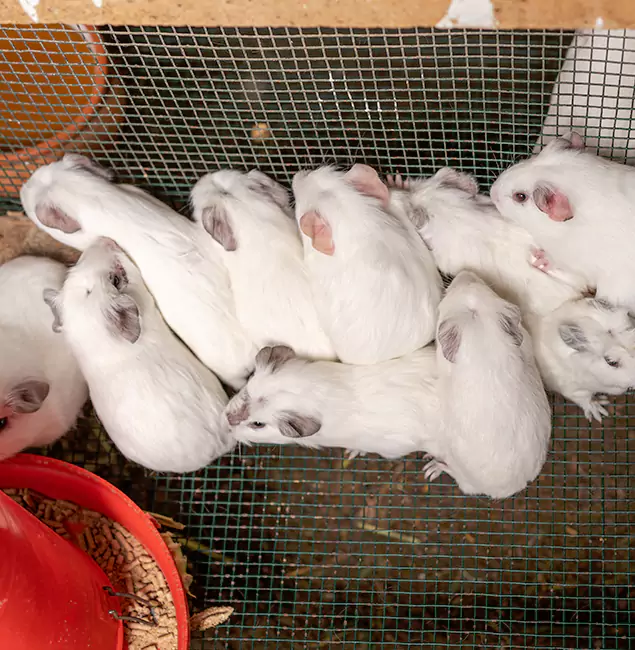 Why Choose Cartersville Pest Control Inc for Rat Infestation in Cartersville, GA?