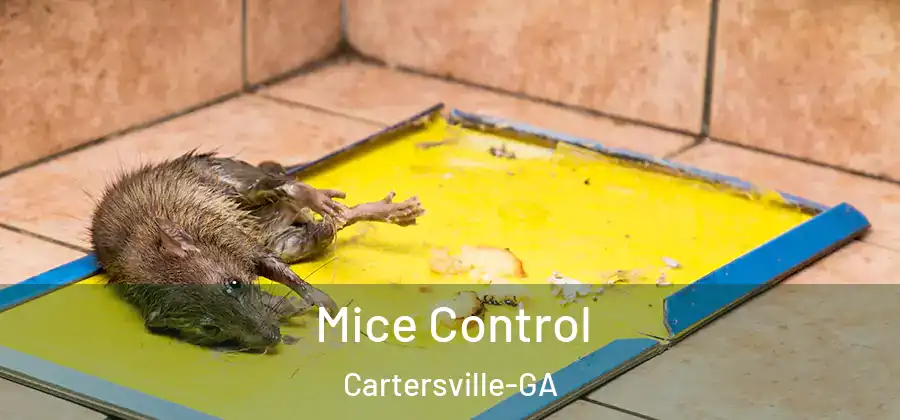  Mice Control Cartersville-GA