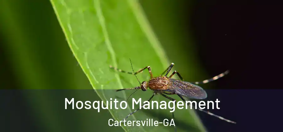  Mosquito Management Cartersville-GA