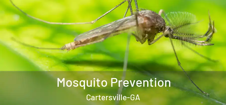 Mosquito Prevention Cartersville-GA