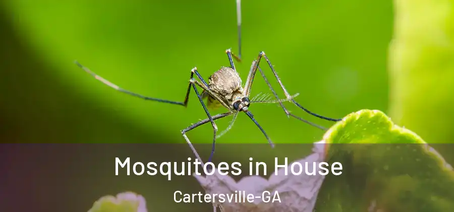  Mosquitoes in House Cartersville-GA