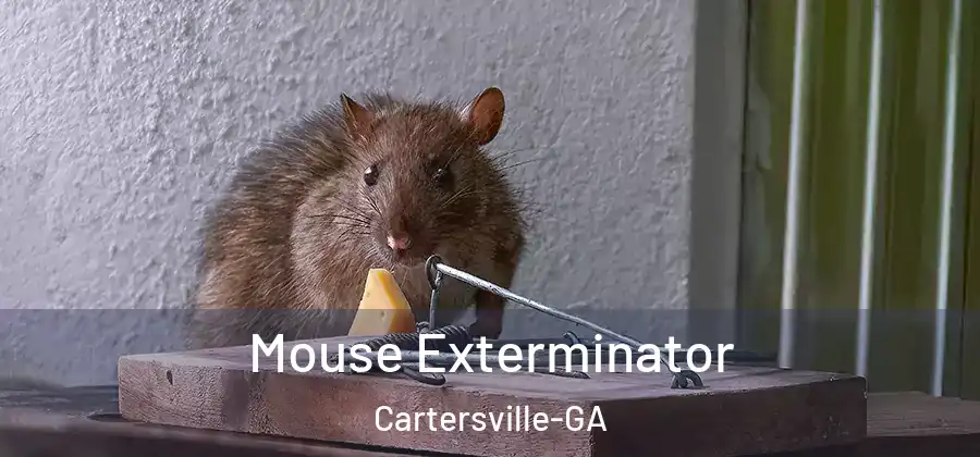  Mouse Exterminator Cartersville-GA