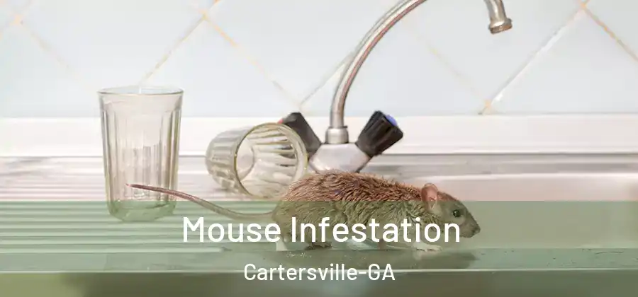 Mouse Infestation Cartersville-GA