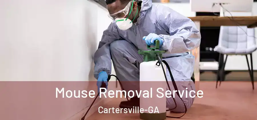 Mouse Removal Service Cartersville-GA