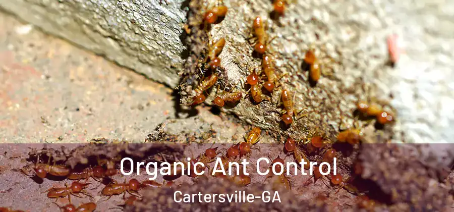  Organic Ant Control Cartersville-GA