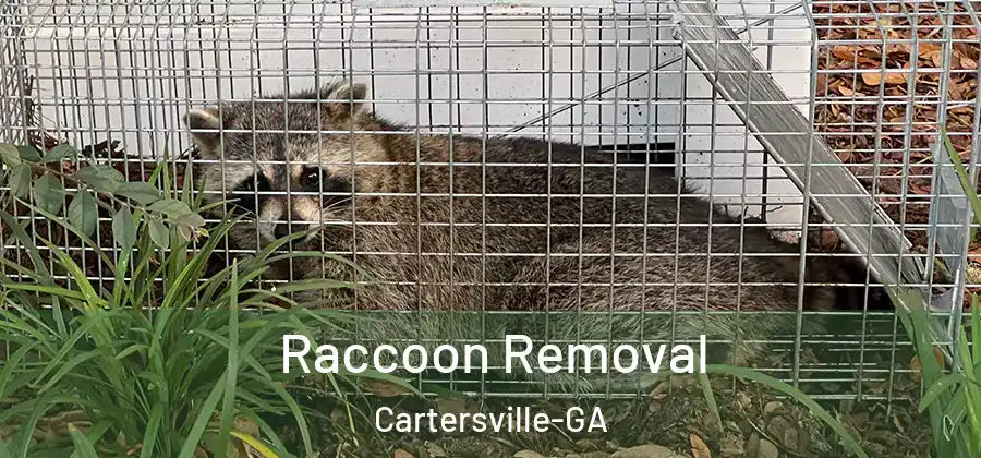 Raccoon Removal Cartersville-GA
