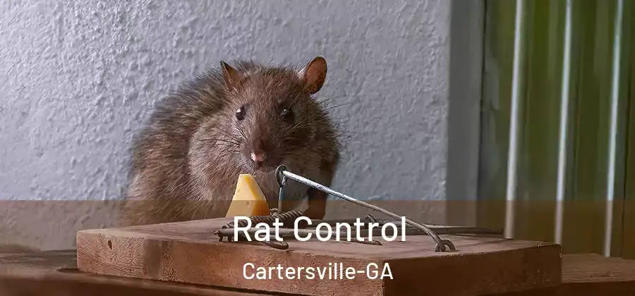  Rat Control Cartersville-GA