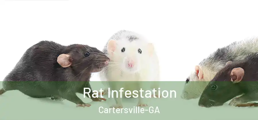 Rat Infestation Cartersville-GA