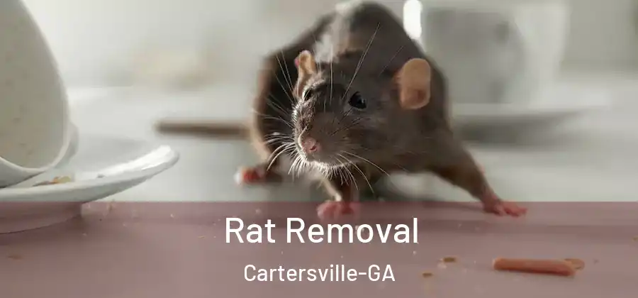  Rat Removal Cartersville-GA