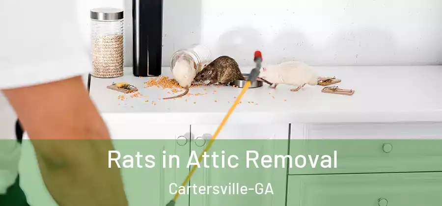  Rats in Attic Removal Cartersville-GA