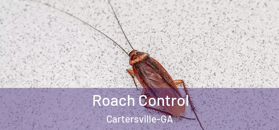  Roach Control Cartersville-GA