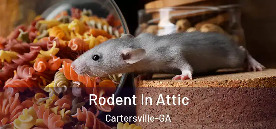 Rodent In Attic Cartersville-GA