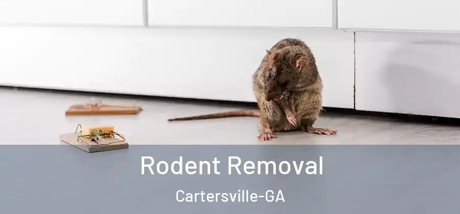  Rodent Removal Cartersville-GA