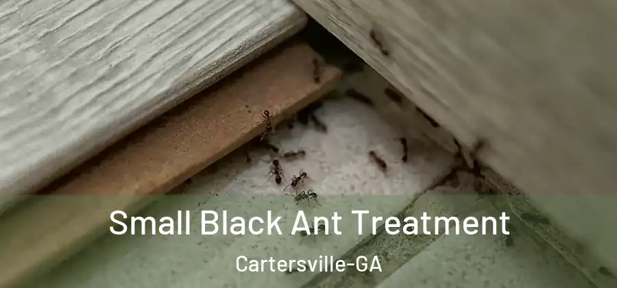 Small Black Ant Treatment Cartersville-GA