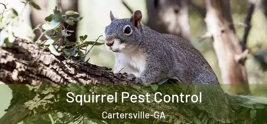 Squirrel Pest Control Cartersville-GA