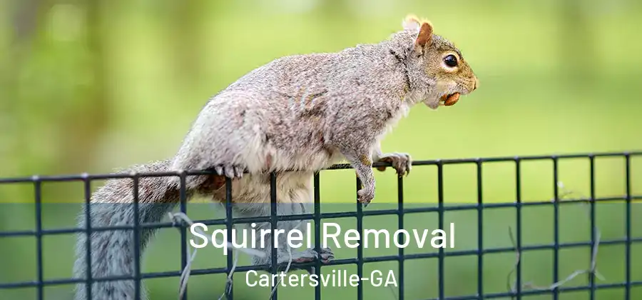 Squirrel Removal Cartersville-GA