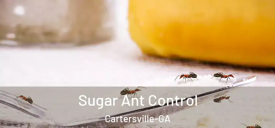  Sugar Ant Control Cartersville-GA