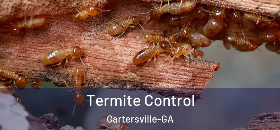  Termite Control Cartersville-GA