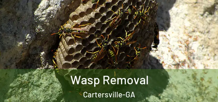  Wasp Removal Cartersville-GA