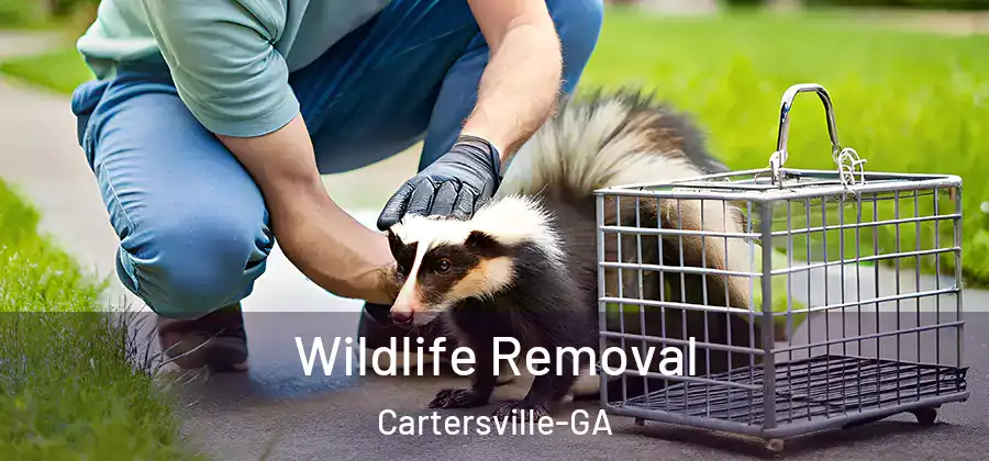 Wildlife Removal Cartersville-GA
