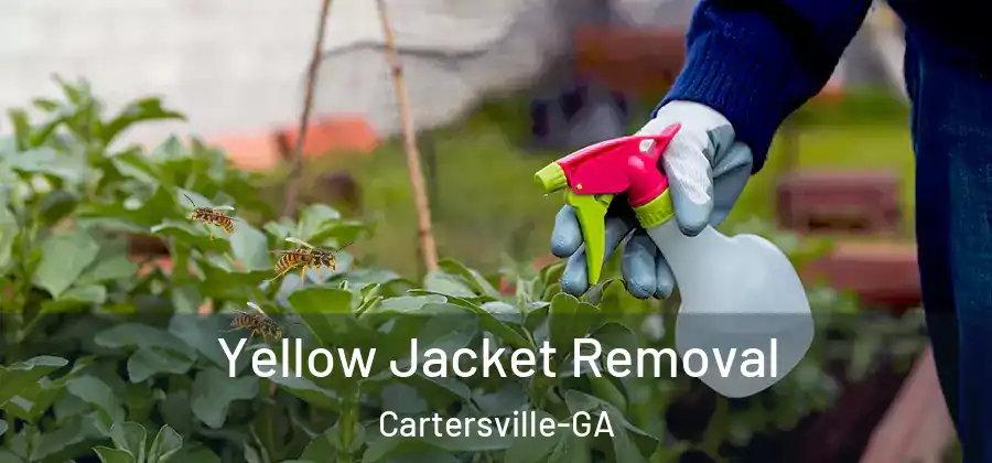  Yellow Jacket Removal Cartersville-GA
